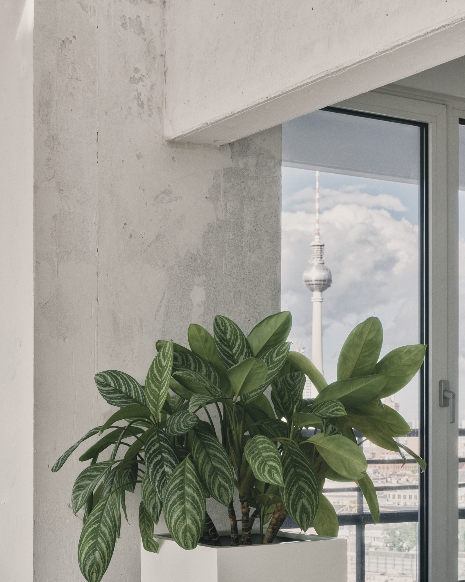 L48 window detail — plant against exposed concrete, Fernsehturm in background
